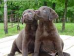 pup's Photo