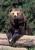Running Bear's Photo