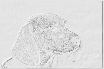 Beagle Furry
Another attempt of a fur drawing
