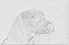 Beagle-Dog-Face-Closeup(edited).JPG