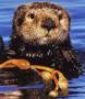 Mr. Sea Otter
