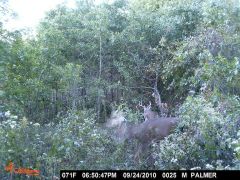 buck