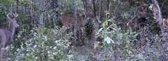 2 bucks