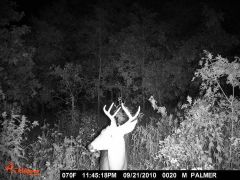 deer