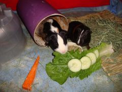 Guinea Pigs