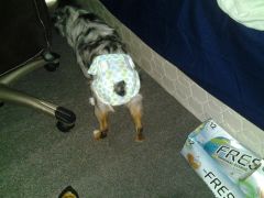 Mikos new diaper