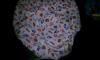 post-28044-0-94938100-1327370932_thumb.j