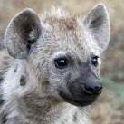 babyhyena