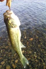 largemouth bass small fry