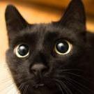 one_screaming_kitten