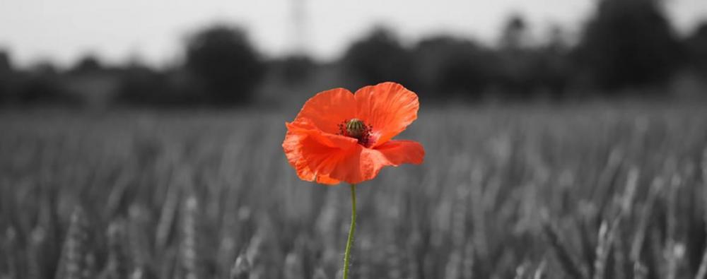 poppy_in_wheat_field_1170x461.jpg