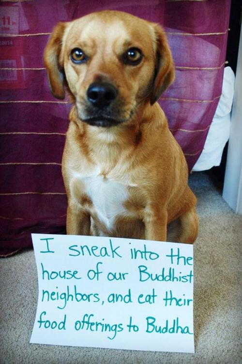 dog-shaming-38__605.jpg