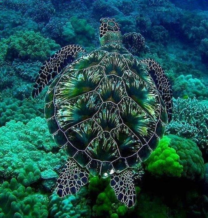 turtle universe.jpg