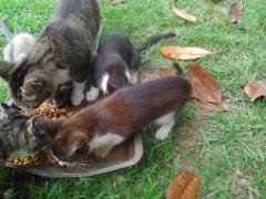 IMG_20200729_164923.jpg