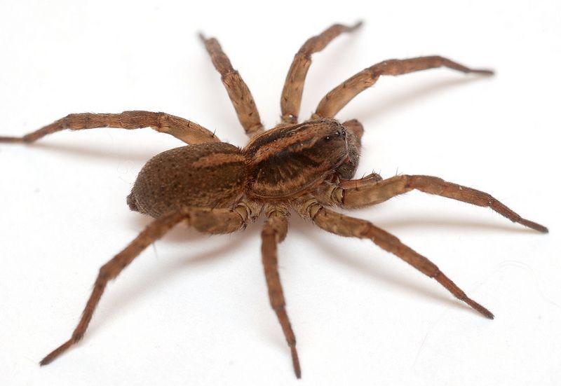 620436197_WoodSpider.jpg.d1aa4a4b04ba6f2298bc475d86a00cb9.jpg