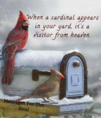 Cardinal-Vistor-From-Heaven.jpg