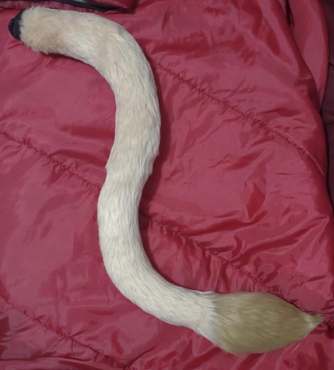 Completed Tail 1.jpeg