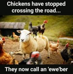 chickens-uber-2023.jpg