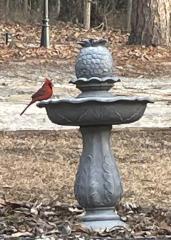 birdbath-w-cardinal-24.jpg