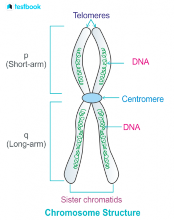 2140409762_ChromosomeStructure.thumb.png.1af00bb850a7d1d9f2e2dd288b4b5b05.png