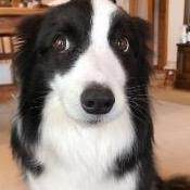 puppygirljulie