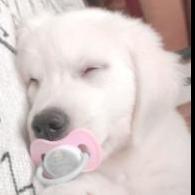 paddedpuppie