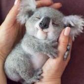 Cuddly koala