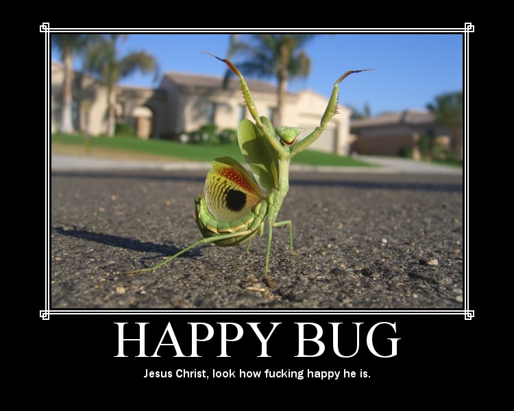 happy bug
