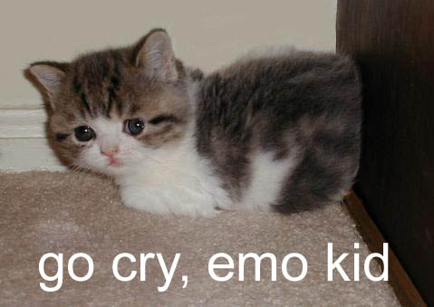 emo kitten
