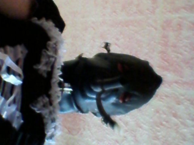 2012-03-11_14_29_02.jpg